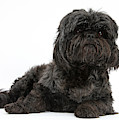 Black Shih-tzu